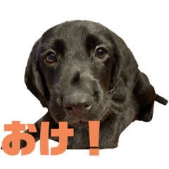 DOG is SUN