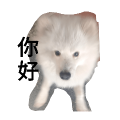 可愛狗狗叫什麼