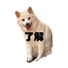 hima_20250209000821