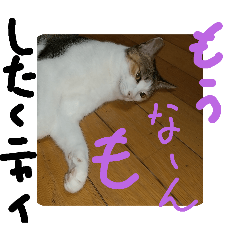 neko_20250208203349