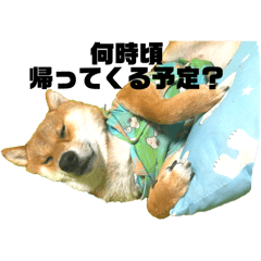 dog__dog