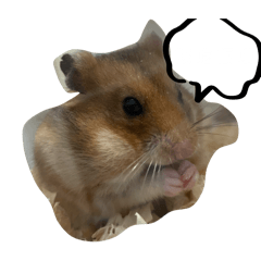 四寶們日常：）
