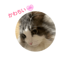 Rena_20250209000513