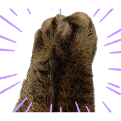 Moo_20250209043358