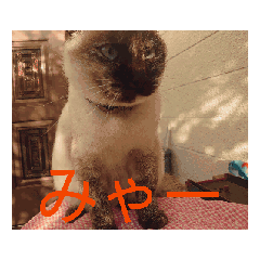 myamyasorakai