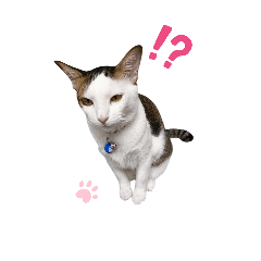 Cat 2025