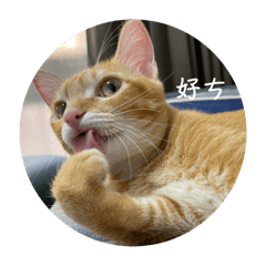 Cat_Melon