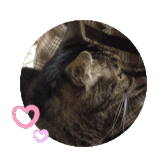 Moo_20250209141326