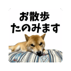 ask_20250209212549
