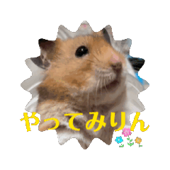 hamuhamu_20250210083430
