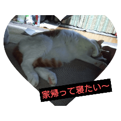 Natsu_20250208214305