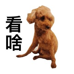 狗狗好看