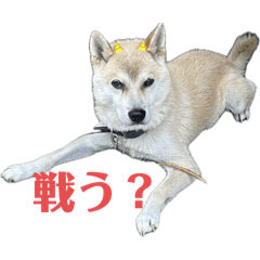misaki_202510028