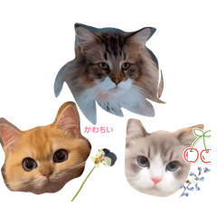 Hana_20250209044415