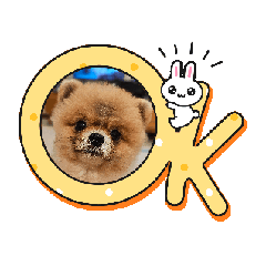 Two Cute Pomeranian life