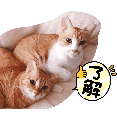 Twin Ginger Tabby Cats Stickers