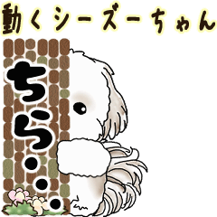 Moving Shih tzu 2025
