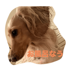 Bee_20250208191757