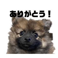 Tanuki_20250209110745