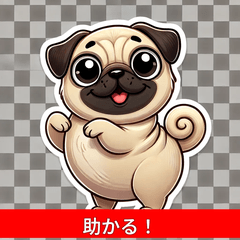 A playful Pug