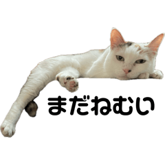 wagayano_3cats