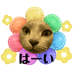 nico_20250209122900