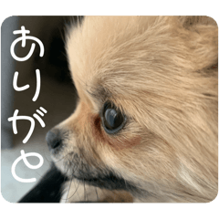 piyo_20250209020624