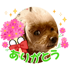 momo_20250209145506