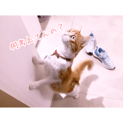 Momoko_20250208211149