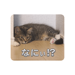 sato_20250209174300