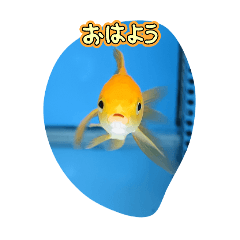 HINA_20250209174819