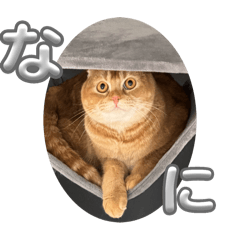 Maruyama cats