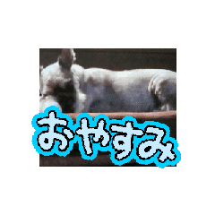 chiro_20250210130617