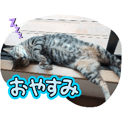 SAME_20250209185803