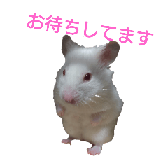 lily_20250209194524
