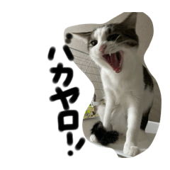nekosan_20250208235850