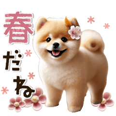 MovingFluffy PomeranianSpring