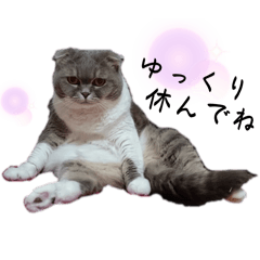ぽかぽかわんにゃん