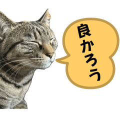 if_20250209213455
