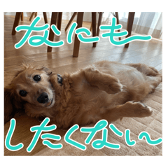 pipi_20250209222723