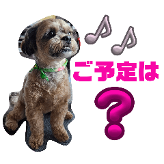misa_20250209222213