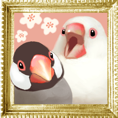 [Java sparrow] Celebration Pop-up!