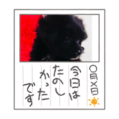 ringo_20250210125748