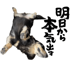 ACE_20250210133353