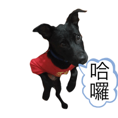 狗狗累累