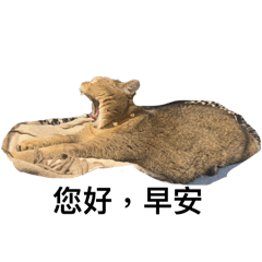 SPOTGOMA3