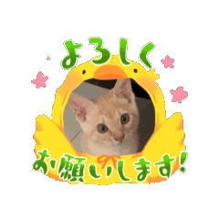 mei_20250210193025
