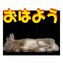 Chimo rabbit__