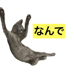 ri_20250210191509