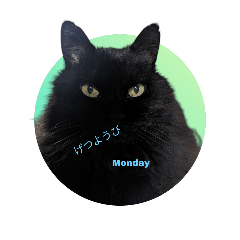 matsu_black_cat_calendar